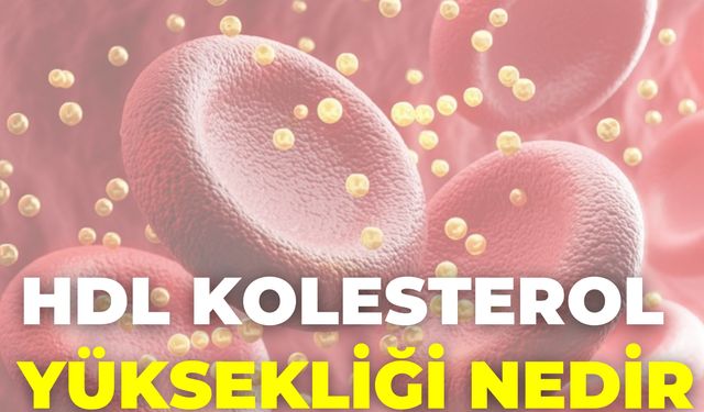 Hdl Kolesterol Yüksekliği Nedir