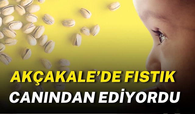 Şanlıurfa’da Fıstık Yemek İstedi, Sonrası Korkunç Oldu!