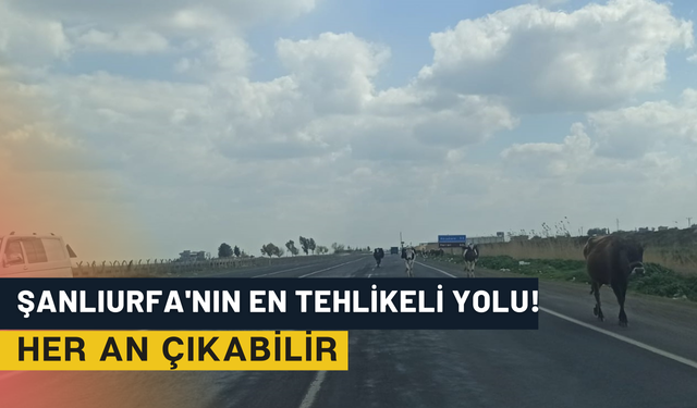 Şanlıurfa'nın En Tehlikeli Yolu! Her An Çıkabilir