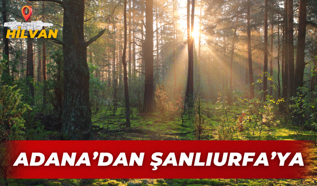 Şanlıurfa Hilvan 1998’de Başlayan Ormanlık Alanın Hikayesi