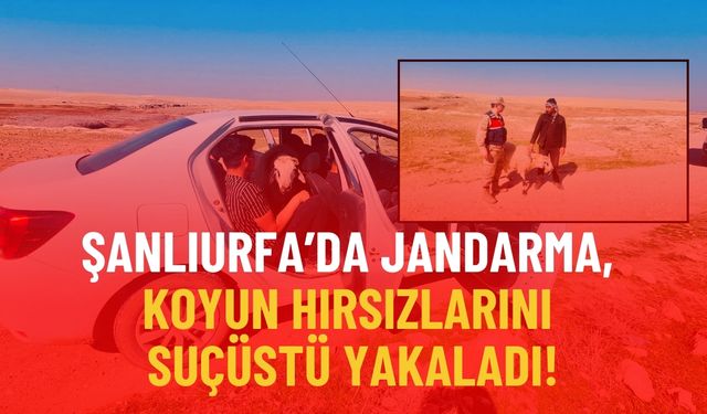Şanlıurfa’da Jandarma, Koyun Hırsızlarını Suçüstü Yakaladı!