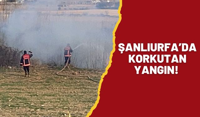 Şanlıurfa Bozova’da Ağaçlık Alanda Yangın Çıktı!