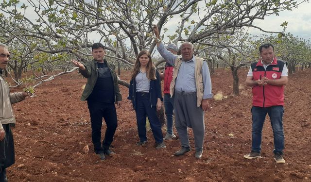 Şanlıurfa'nın Bozova İlçesinde Geçim Krizi Derinleşiyor!