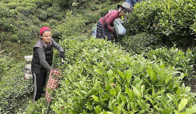 ÇAYKUR 2025 İşçi Alımı Ne Zaman? Başladı mı, Şartları Neler? Hangi İllerde Alım Yapılacak