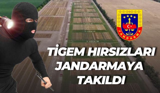 Ceylanpınar TİGEM'e Dadanan Hırsızlar, Jandarmadan Kaçamadı