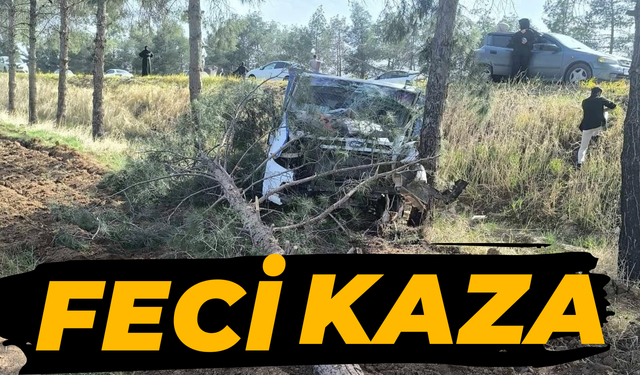 Ceylanpınar-Viranşehir Yolunda Kaza: Ağaç Yerinden Söküldü