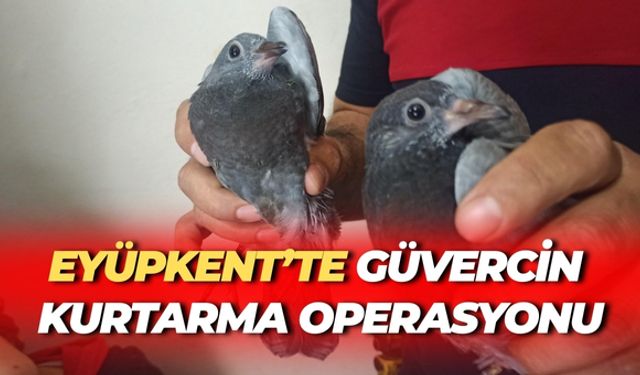 Şanlıurfa’da Yavru Güvercinleri İtfaiye Kurtardı
