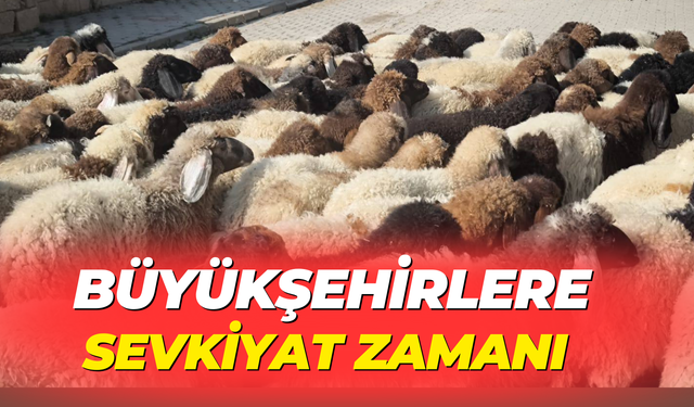 Şanlıurfa’dan Büyükşehirlere Sevkiyat Zamanı