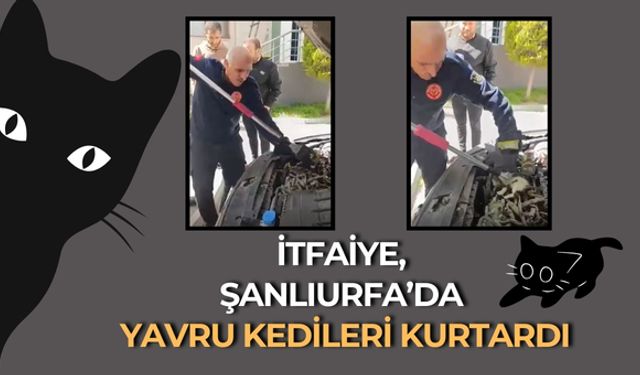 Karaköprü’de Otomobilin Motorundan 5 Yavru Kedi Çıkarıldı