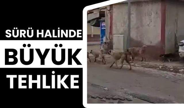 Şanlıurfa Suruç'ta Sürü Halinde Gezen Büyük Tehlike