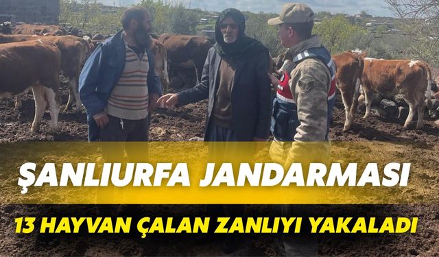 Şanlıurfa’da Jandarma, 13 Büyükbaş Hayvan Hırsızını Kıskıvrak Yakaladı