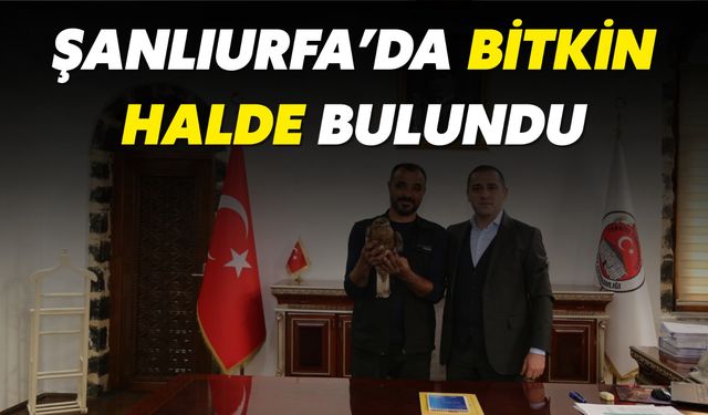 Şanlıurfa Siverek’te Bitkin Halde Bulundu!