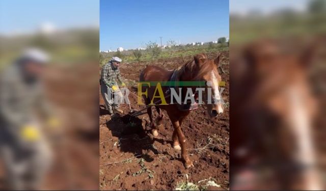 Zaman Değişti, Şanlıurfa Siverek’te Kara Sapan Değişmedi