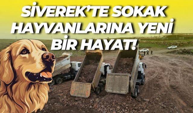 Şanlıurfa Siverek’te Sokak Hayvanları İçin Hayati Proje Başlatıldı!