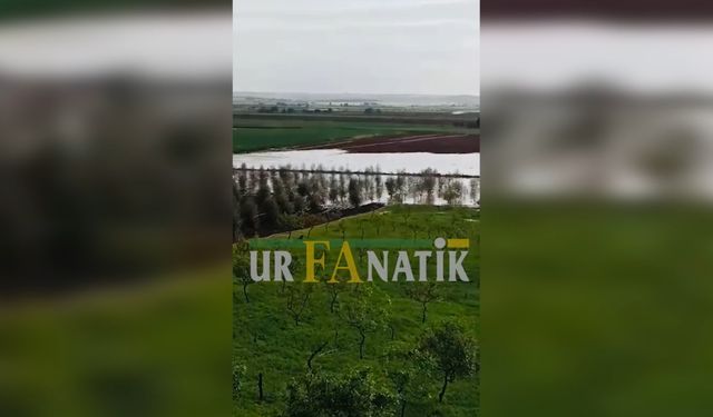 Şanlıurfa Suruç'ta Tarlalar Sular Altında Kaldı: Zarar Büyük