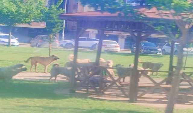 Parkta Köpek Sürüsü Kabusu: Viranşehir’de Vatandaş Tedirgin!