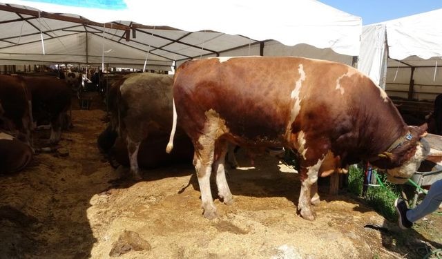 410 Bin Liralık Kurbanlık: Kilosunu Duyan Şaşıp Kalıyor!