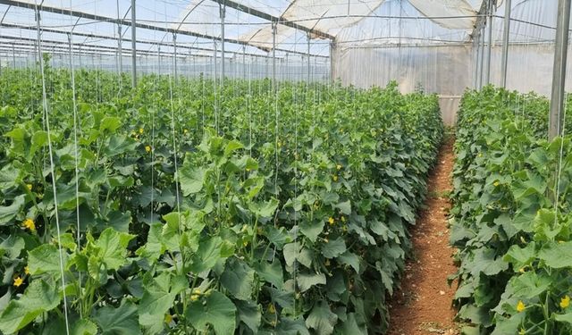 Viranşehir'de Hayvancıya Devlet Eli Uzandı