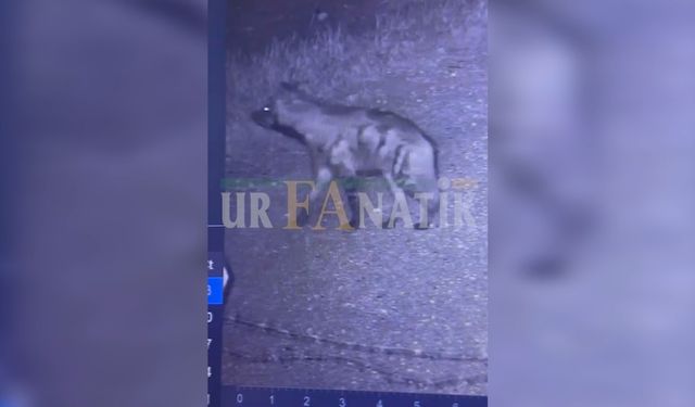 Şanlıurfa Suruç’ta Sıra Dışı Karşılaşma: Gece Vakti  Görenler Gözlerine İnanamadı