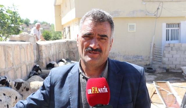 Bayram Öncesi Şanlıurfa’da Kurban Fiyatları Belli Oldu!