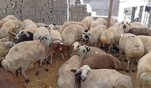 2026 Şanlıurfa Karaköprü Kurban Kesim Yerleri