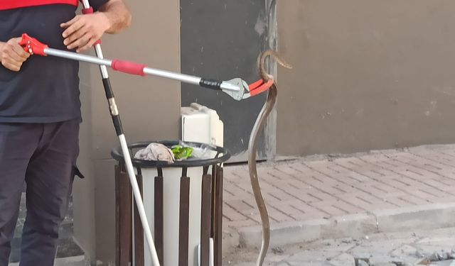 Şanlıurfa’da Bodrum Katına Girdi, Mahalle Ayağa Kalktı!