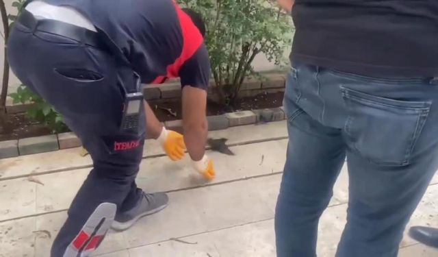 Şanlıurfa’da İtfaiye Zamanla Yarıştı: Sıkışan Kırlangıç Kurtarıldı