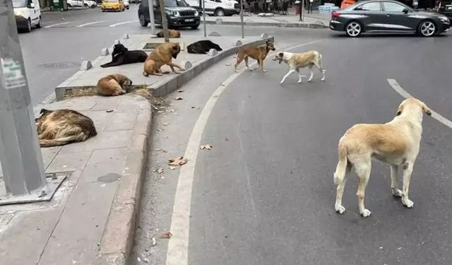 Sokak Hayvanlarıyla İlgili Tartışmalı Yasa AYM'den Geçti