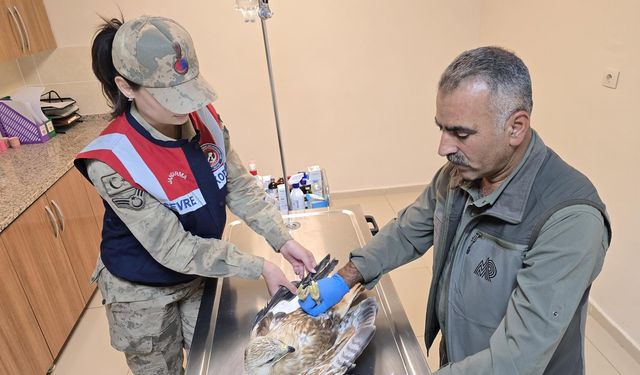 Şanlıurfa’da Yaralı Kartal Bulundu