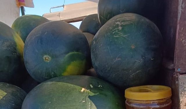 Şanlıurfa’da Bu Karpuzları Gören Dönüp Bir Daha Bakıyor