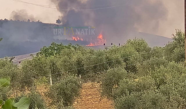 Şanlıurfa’nın Ciğerleri Cayır Cayır Yanıyor