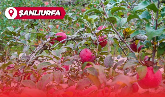 Şanlıurfa’da Fiyatı 50 TL’ye Kadar Düştü