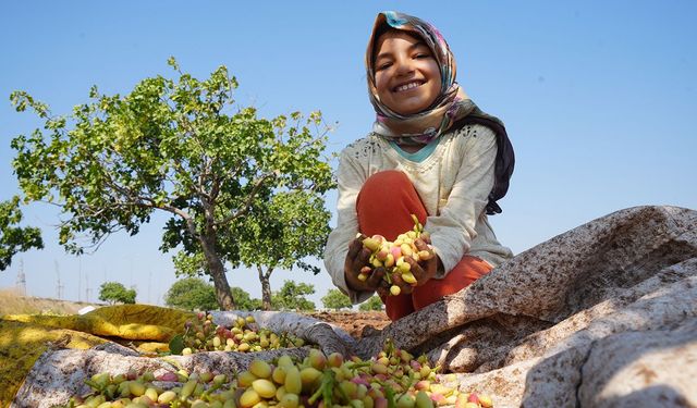 Fıstık Hasadı Başlamadan Tartışma Başladı: Şanlıurfa’da Aynı İş, Farklı Ücret!
