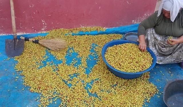 Şanlıurfa’da Fıstık Fiyatları Uçuşa Geçti: İşte Yeni Fiyat
