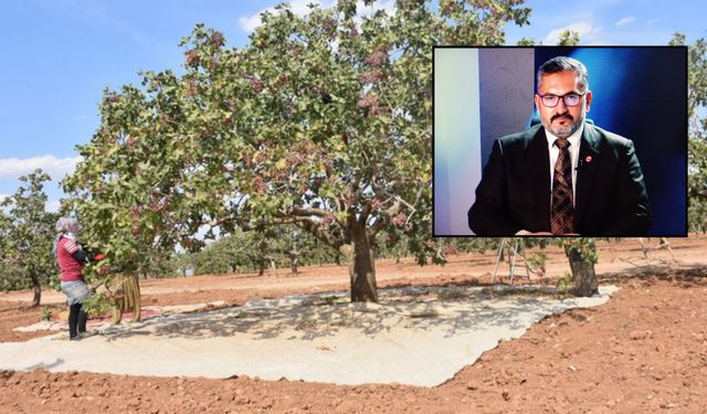 Şanlıurfa Fıstık Bahçelerinde Kiralama Dolandırıcılığına Dikkat