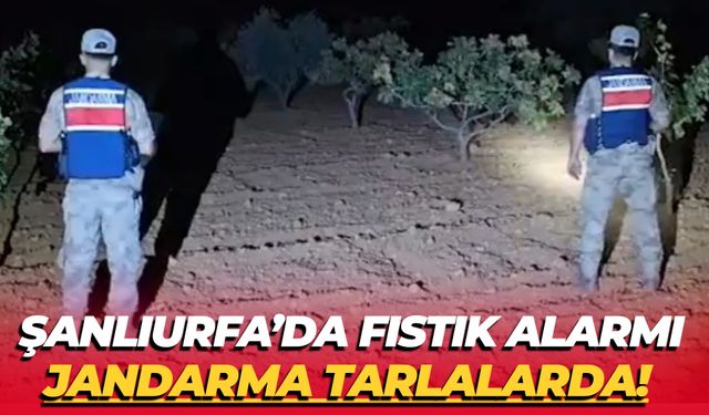 Şanlıurfa Jandarmasından Fıstık Hırsızlığına Karşı Sıkı Denetim