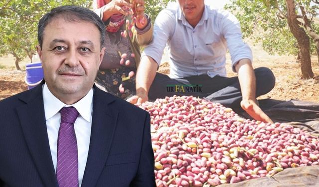 Fıstık Hırsızlarına Karşı Dikkat Çeken Açıklama: Vali Şıldak Açıkladı