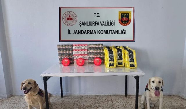 Şanlıurfa’da Jandarmadan Şok Uygulama: Binlerce Kaçak Sigara Ele Geçirildi