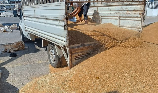 Şanlıurfa’da Sert Buğday Kaç Liradan Satıldı?