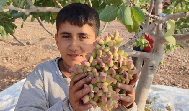 Fıstık Bahçesinde Sessiz Tehlike