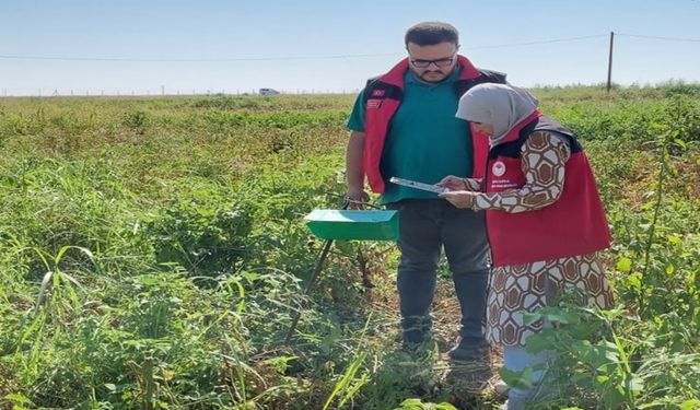 Şanlıurfa’da Domates Üreticisine Uyarı: Tarlada Zararlı mı Var?