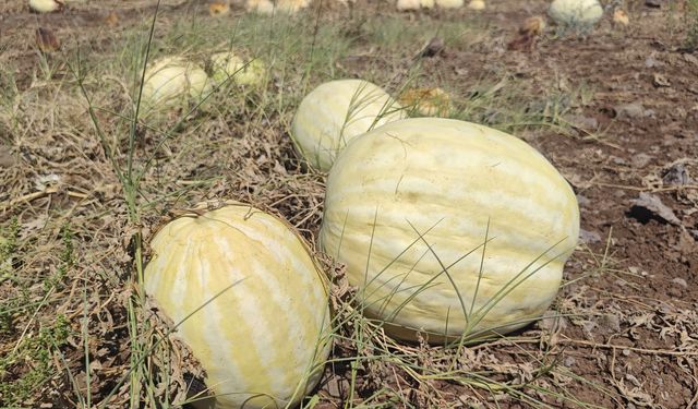 Şanlıurfa'da Bolluk Zarara Dönüştü: Zararına Bile Satamıyorlar