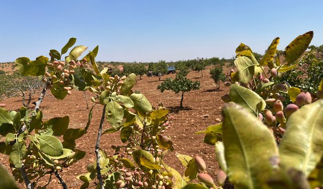 Şanlıurfa'da Zorlu Mesai: Her Tanede Emek Var