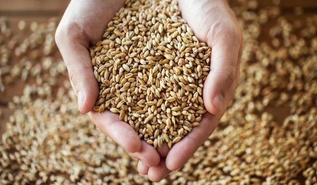 Buğday Altınla Yarışıyor, Mercimek Rekora Koşuyor!