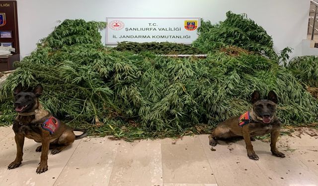 Şanlıurfa'da Jandarmadan Nefes Kesen Operasyon: Kenevir Tarlası Ortaya Çıktı!