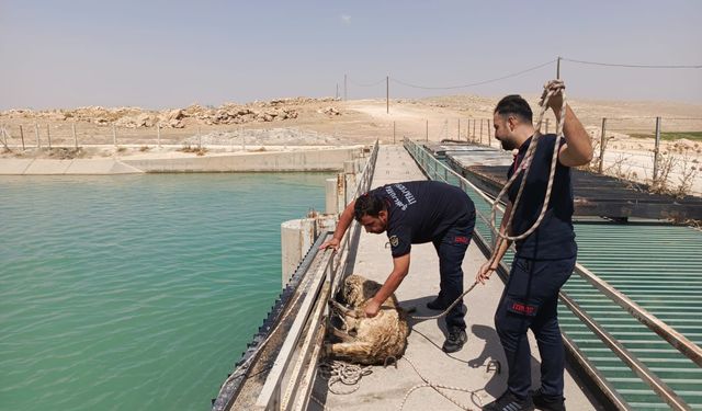 Şanlıurfa Haliliye’de Sulama Kanalına Düşen Köpek Akıntıdan Kurtarıldı