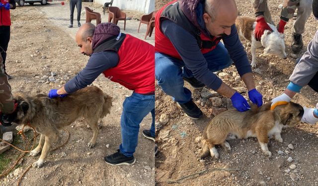 Hilvan Kaymakamlığı Duyurdu: 276 Hayvana Kuduz Aşısı Yapıldı