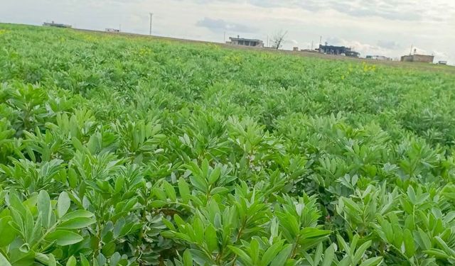 Şanlıurfa’da Şaşırtan Ürün: Bu Yıl Ön Planda