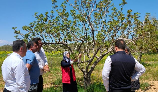 Bir İhbar Yetti: Bozova’da Fıstık Bahçelerinde İnceleme Başlatıldı