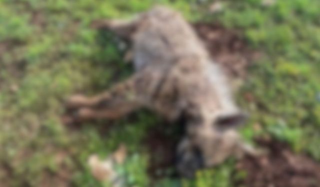 Şanlıurfa’da Koruma Altındaki Hayvan İçin Şok İddia